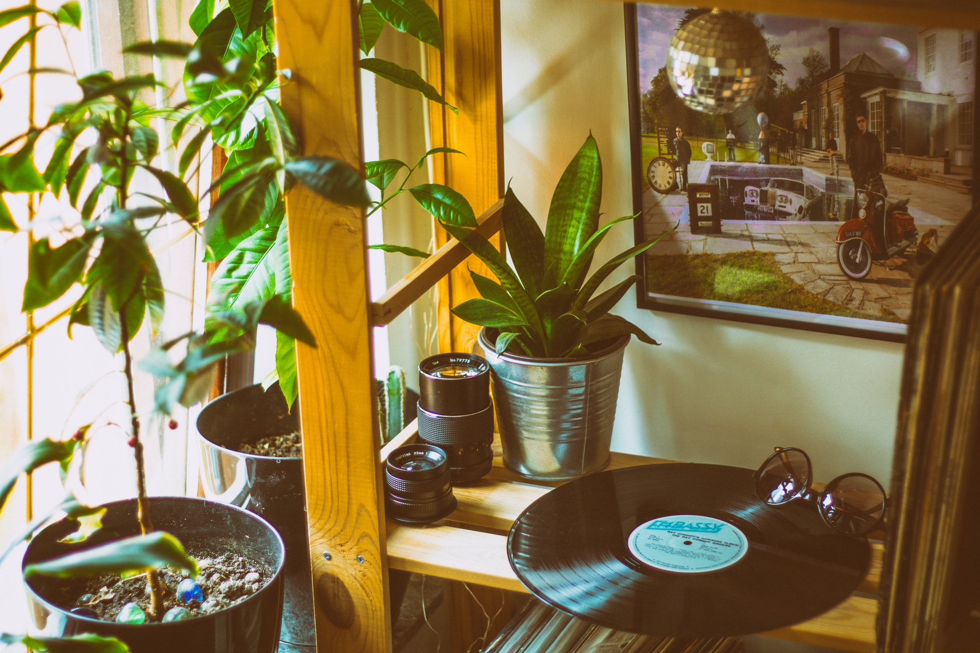 A vinyl record sitting on a shelf next to several house plants.